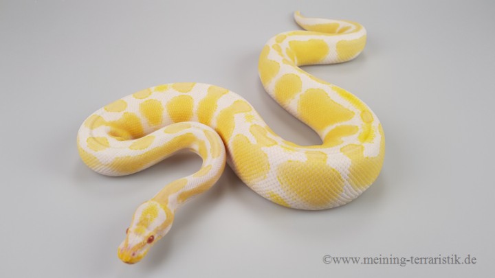 0 1 Python Regius Albino 50 Het Piebald Enz 16 Konigspythons Schlangen Tierbestand Meining Terraristik