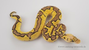 1,0 Python regius 